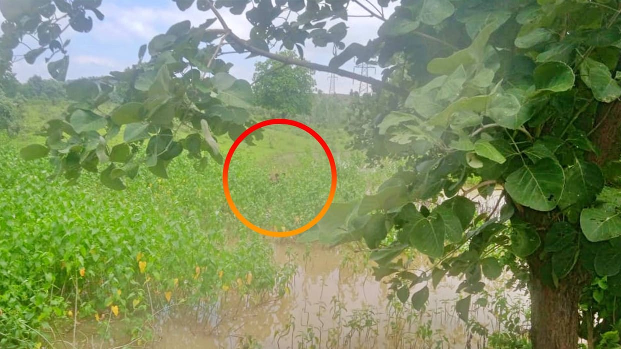 Shahdol A drunkard stood in neck-deep water for 18 hours