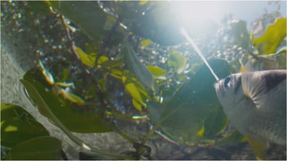 Planet Earth Season 3 Review in Hindi by Pankaj Shukla Mike Gunton Sir David Attenborough BBC Earth Sony Liv