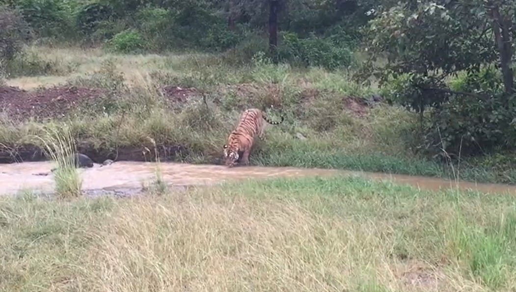 Rajasthan: Ranthambore has a distinct identity due to the antics of tigers
