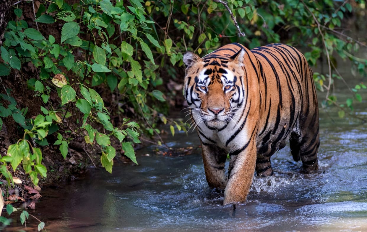 World first black tiger safari to be built in Odisha NTCA approves