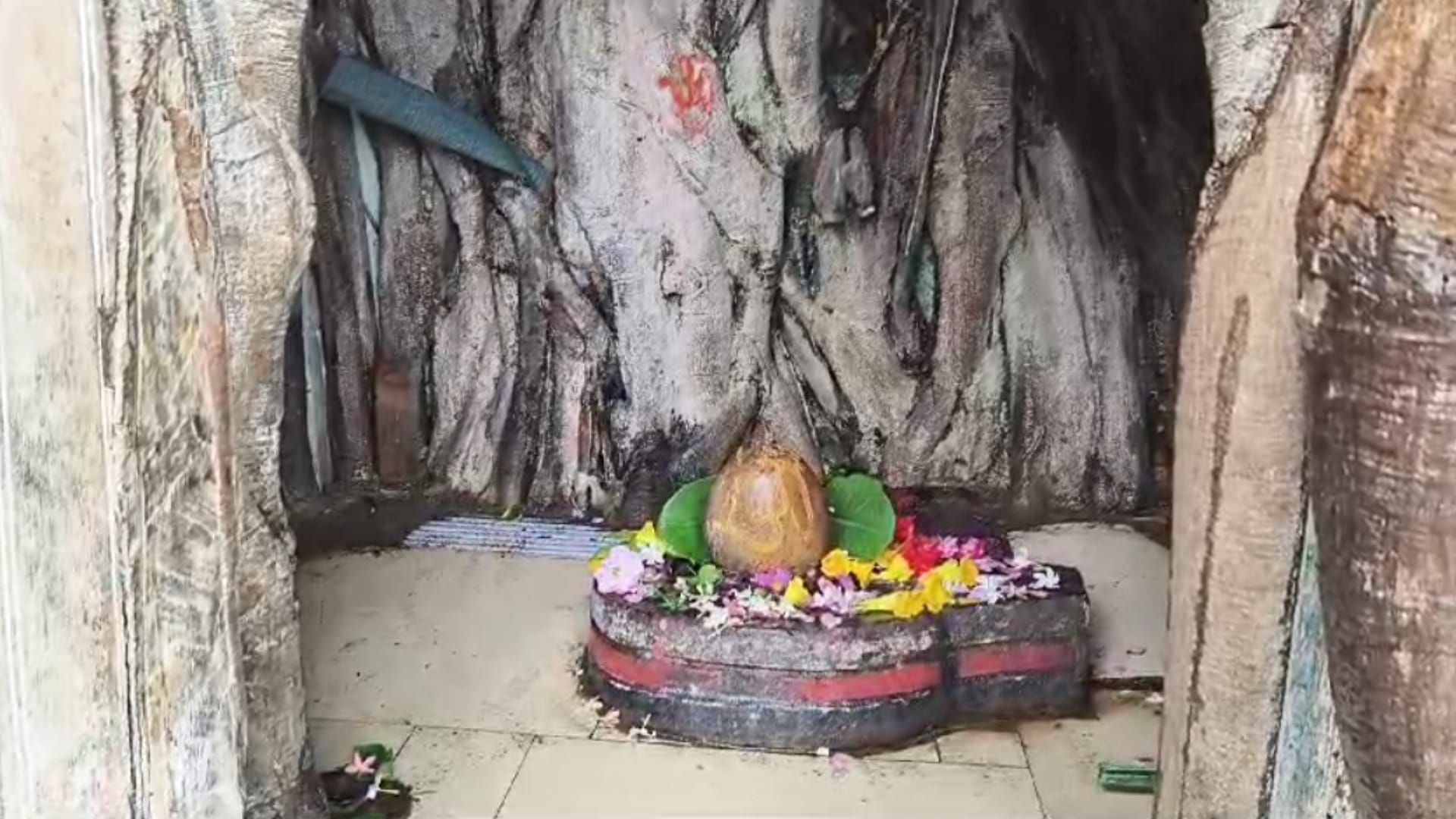 सागर में पीपल के पेड़ के तने में बना है यह अनूठा मंदिर।