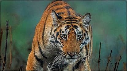 Preparations to open another tiger safari zone in Ramnagar area Uttarakhand News in hindi