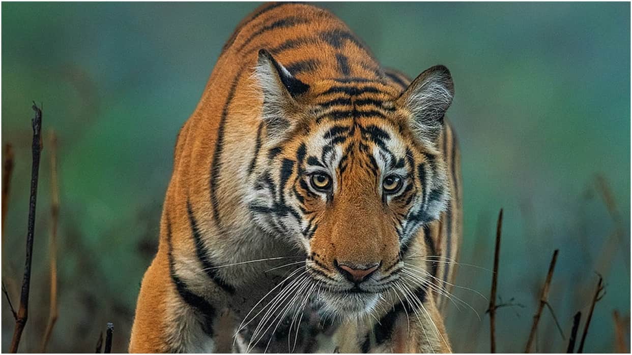 Haldwani: Tigers reaching the hills too as their numbers rise.