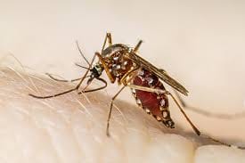 Dengue patients increased in Bhopal, 44 teams deployed for survey, larvae found in homes