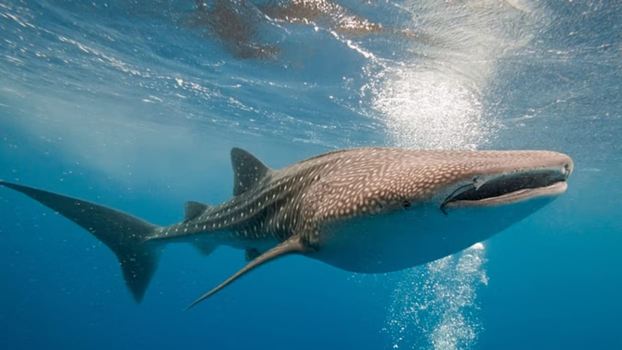 Whale shark population has decreased by more than 50 percent in 75 years, the International Union has declared