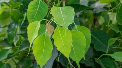 Importance Of Worship the Peepal tree relieves the pain of Saturn know significance