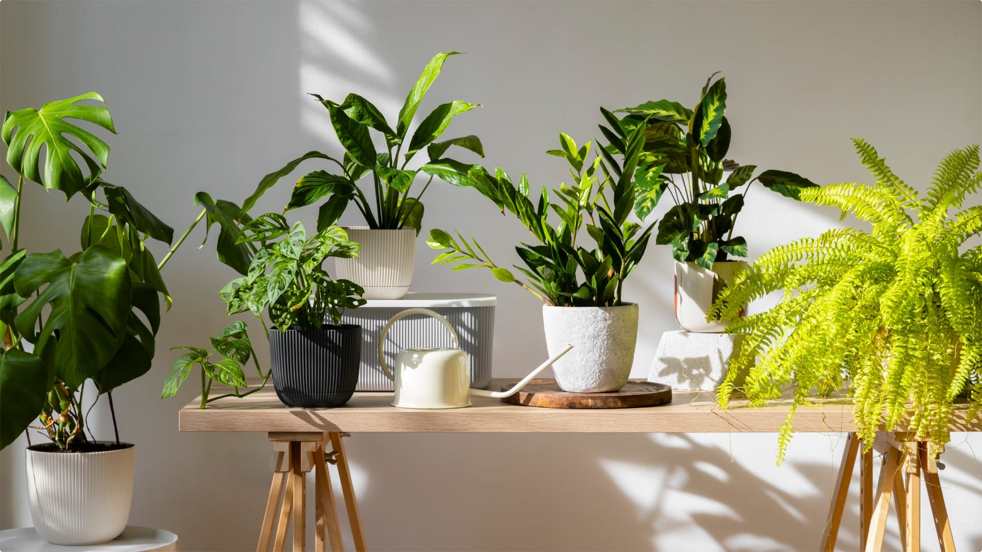 Never keep this plant on the office table Vastu Tips for office