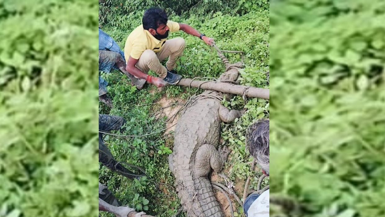 Sitapur: Forest department catches four feet long crocodile.