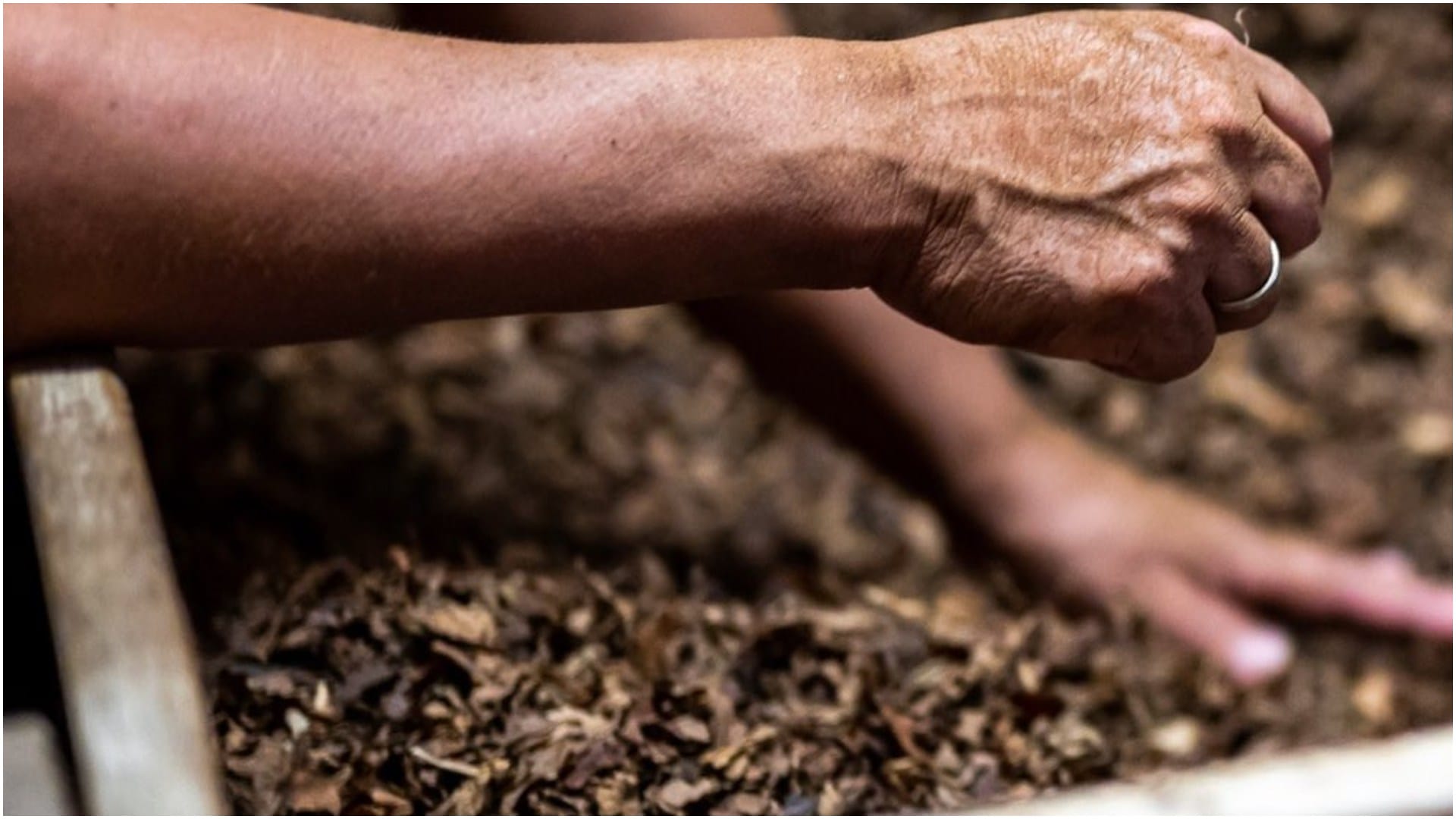 Winter Gardening Tips For Tulsi Plant Care Home Remedies