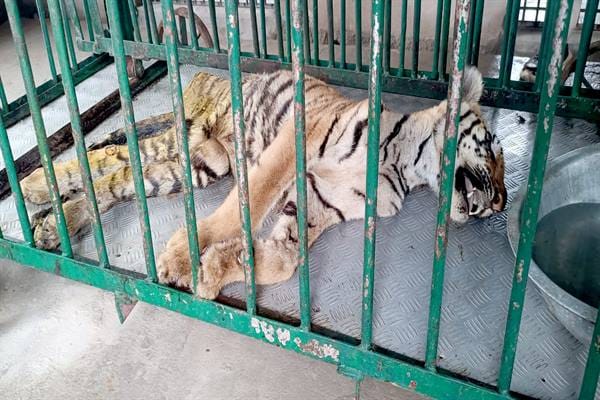 Bhopal News: Tiger cub injured in train accident on Midghat railway line dies, condition of another is critica