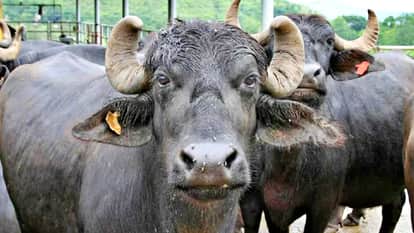 MP News: In Shivpuri, a farmer chopped off the udders of ten buffaloes with an axe.