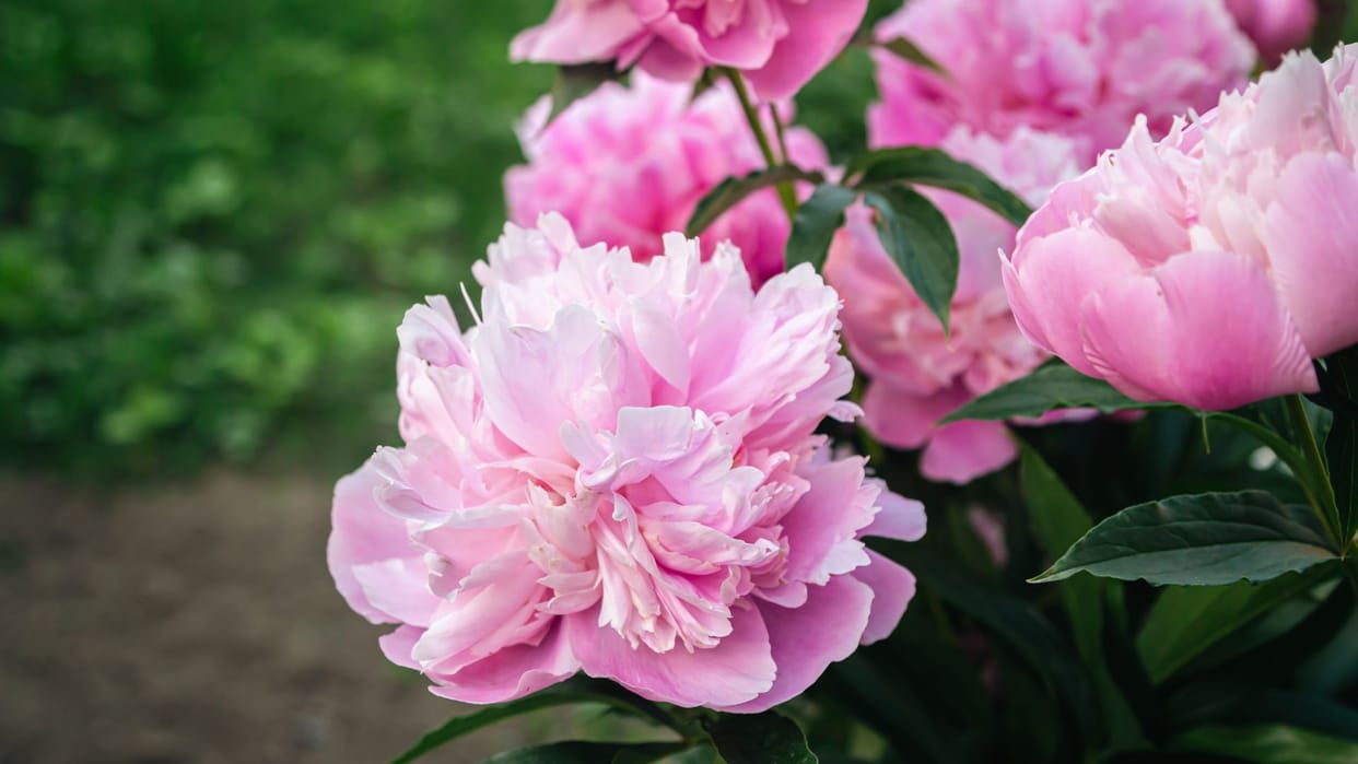 Bhimtal flowers will be fragrant till Delhi, Lucknow and Jaipur during the festival