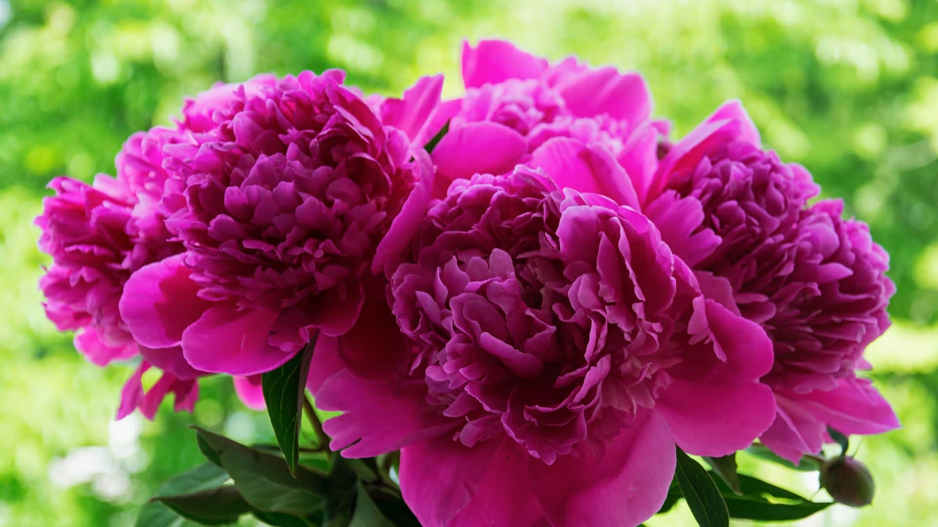 Winter Gardening Tips Plant These Flowers and Vegetables Before Winter Season