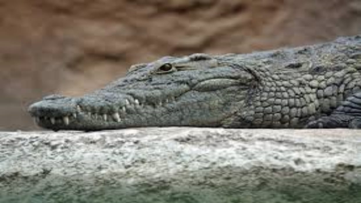 Bundi: 7 feet long crocodile entered the house, lost consciousness after seeing the unwanted guest