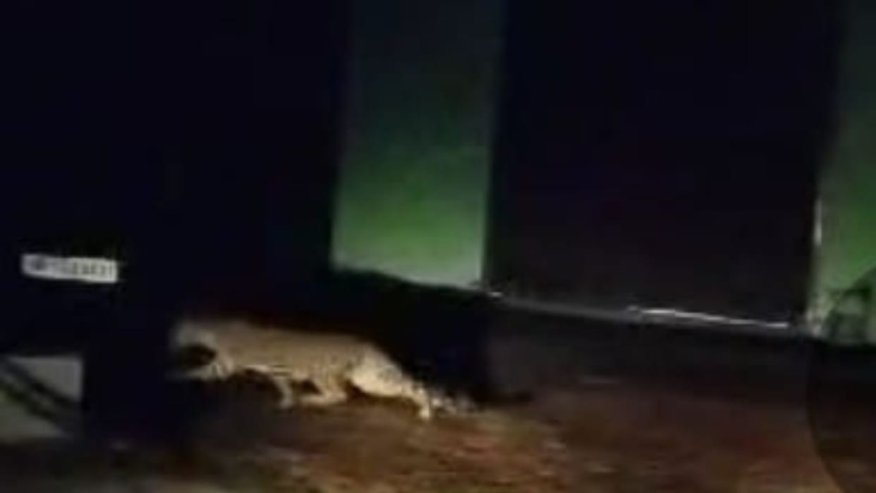 Shimla News Leopards roaming in the residential areas of Tutu-Majthai, have hunted many dogs