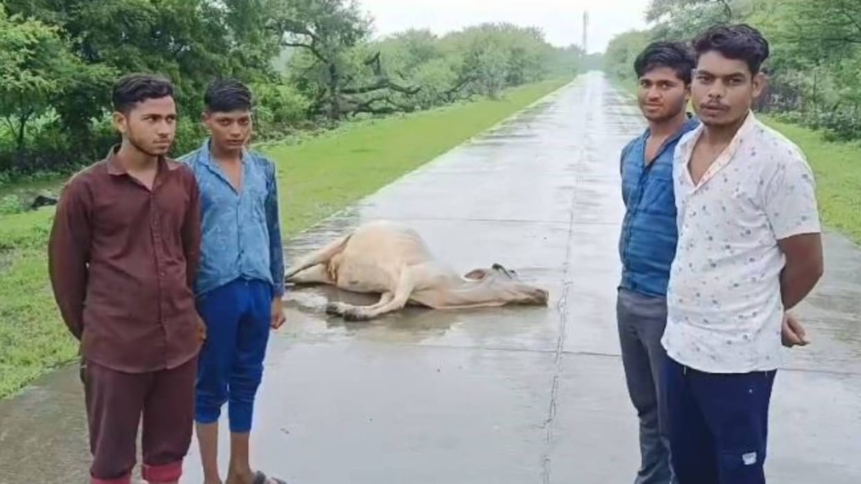 Dogs are scratching the carcass of a dead cow in Rajgarh