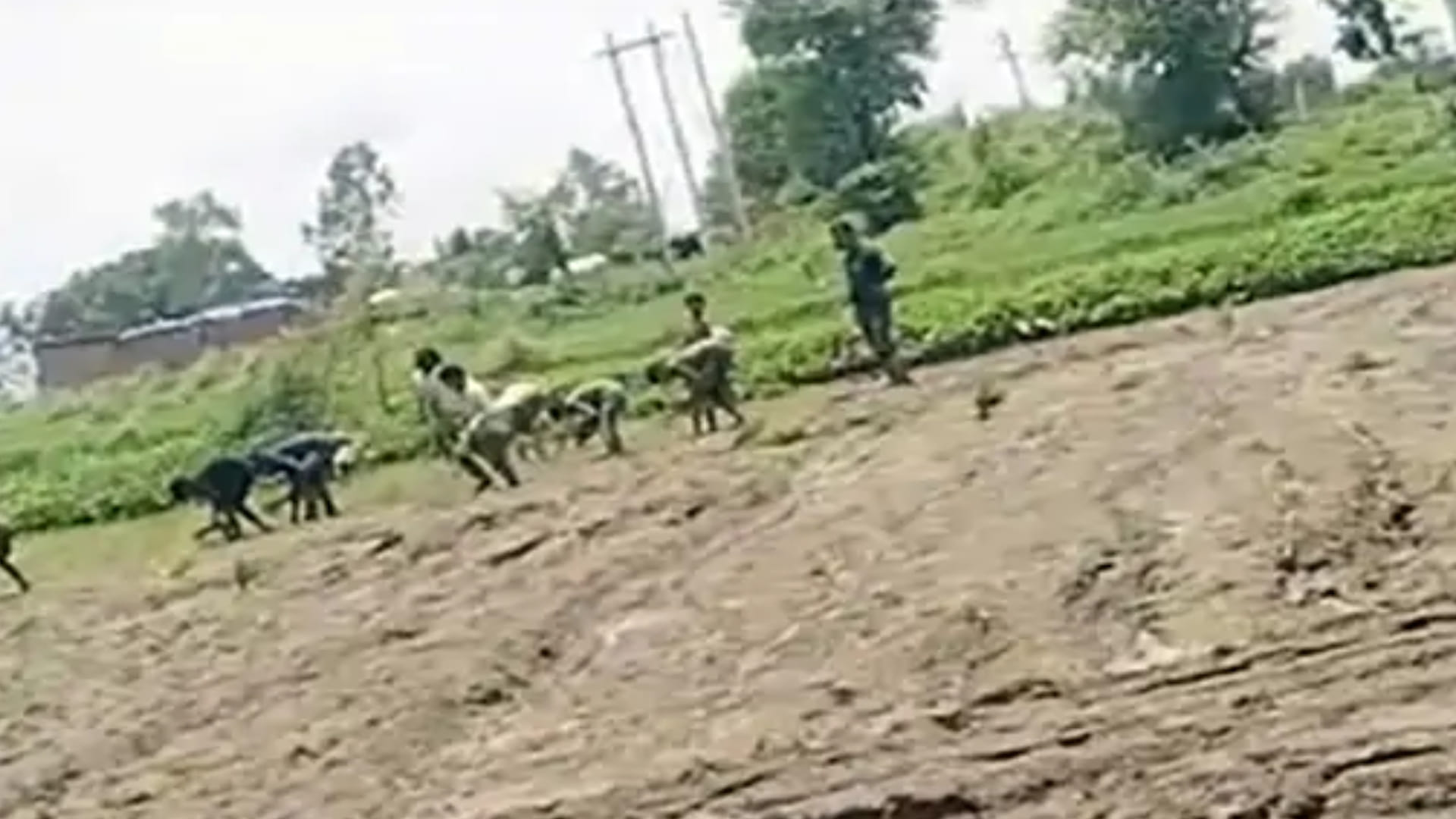 सतना में सरकारी स्कूल के बच्चों से धान रोपाई कराने का मामला आया है।