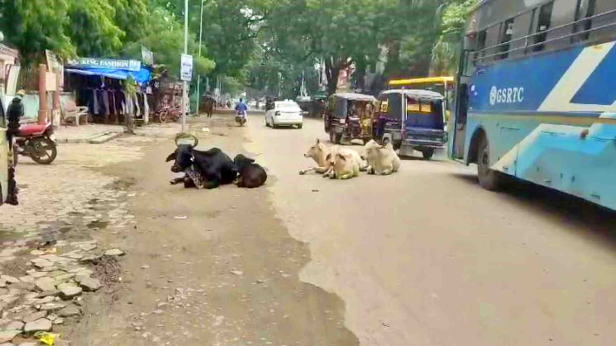 Sirohi News: Municipality will collect a fine of Rs 5100 from the owners of stray animals in Abu Road