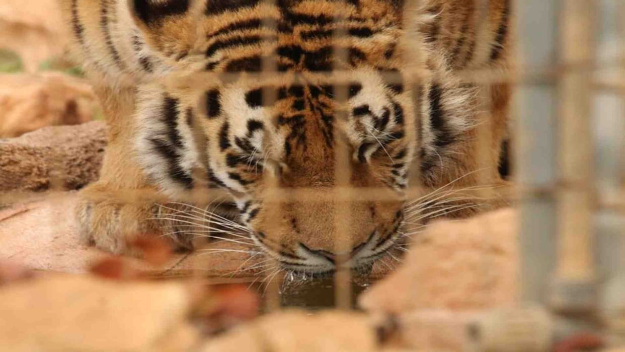 Sehore News: Both the tiger cubs rescued after being injured by a train in Budhni died