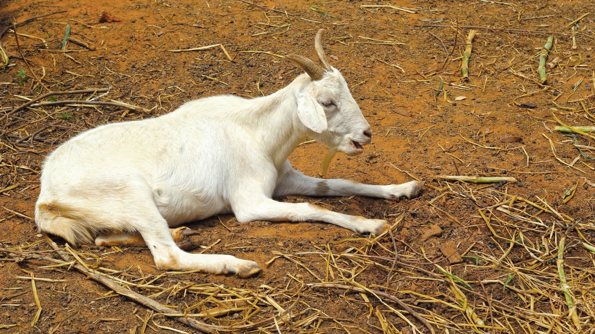 Bijnor: Goat tied with donation money, thieves threw a feast instead of leopard, broke the cage and took away
