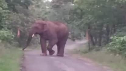wild elephant went on rampage destroying mud houses of five villagers In Raigarh