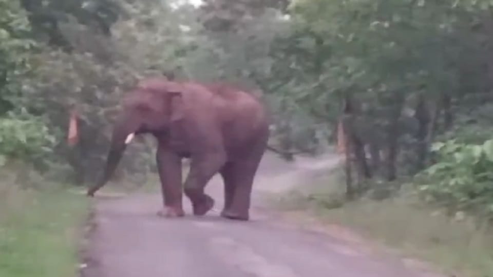 Elephant created havoc in the village at midnight destroyed vegetable crops in Korba