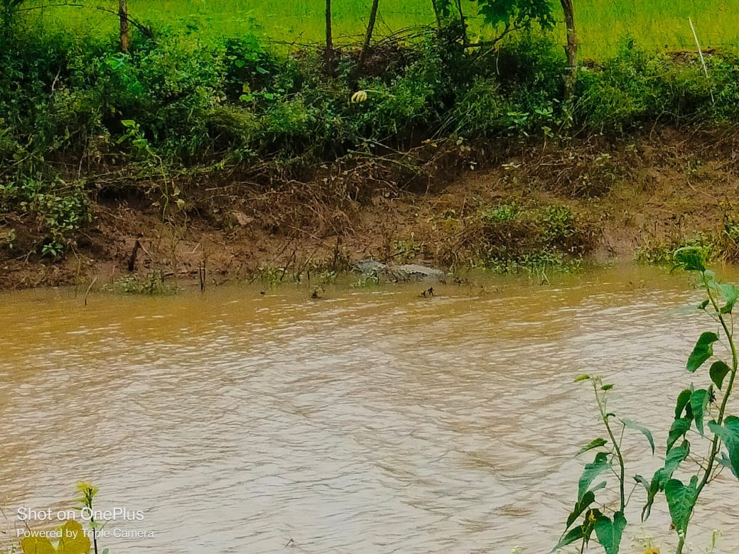 damoh Crocodile seen in the fields near Stop Dam, farmers afraid of going to the fields