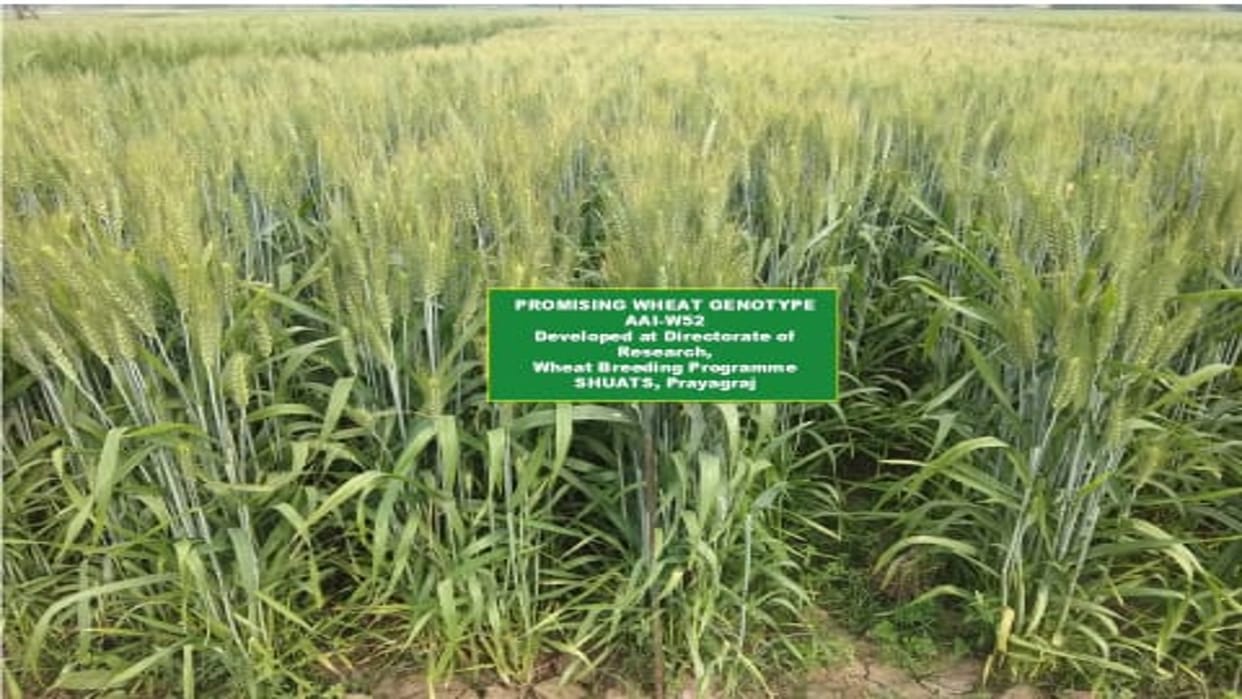 New varieties of paddy and wheat will fight the weather and give double the production