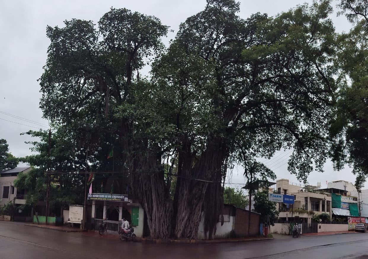Indore: Hariyali Amavasya Special- Indore's oldest tree in Samvad Nagar, age is two hundred and fifty years.