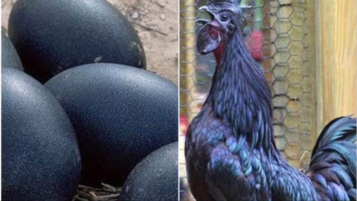 Haryana: Lakhs of rupees defrauded in the name of farming Kadaknath chicken