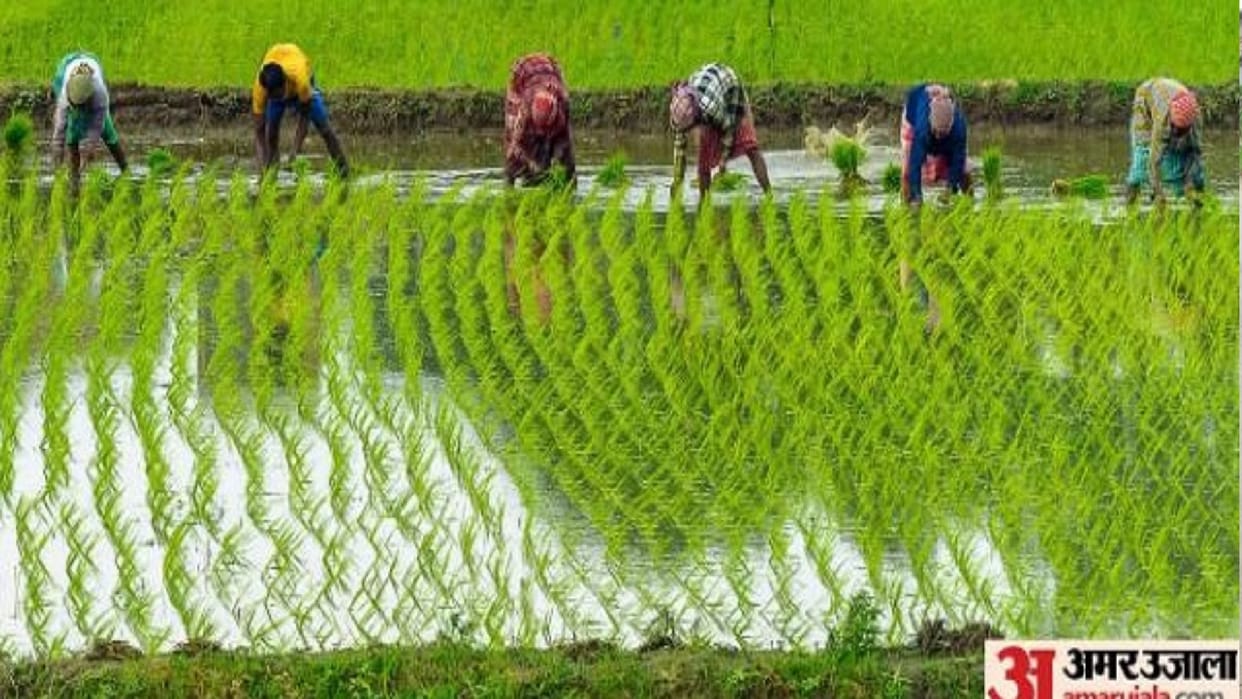 CG News: The date for crop insurance under PM Fasal Bima Yojana has been extended