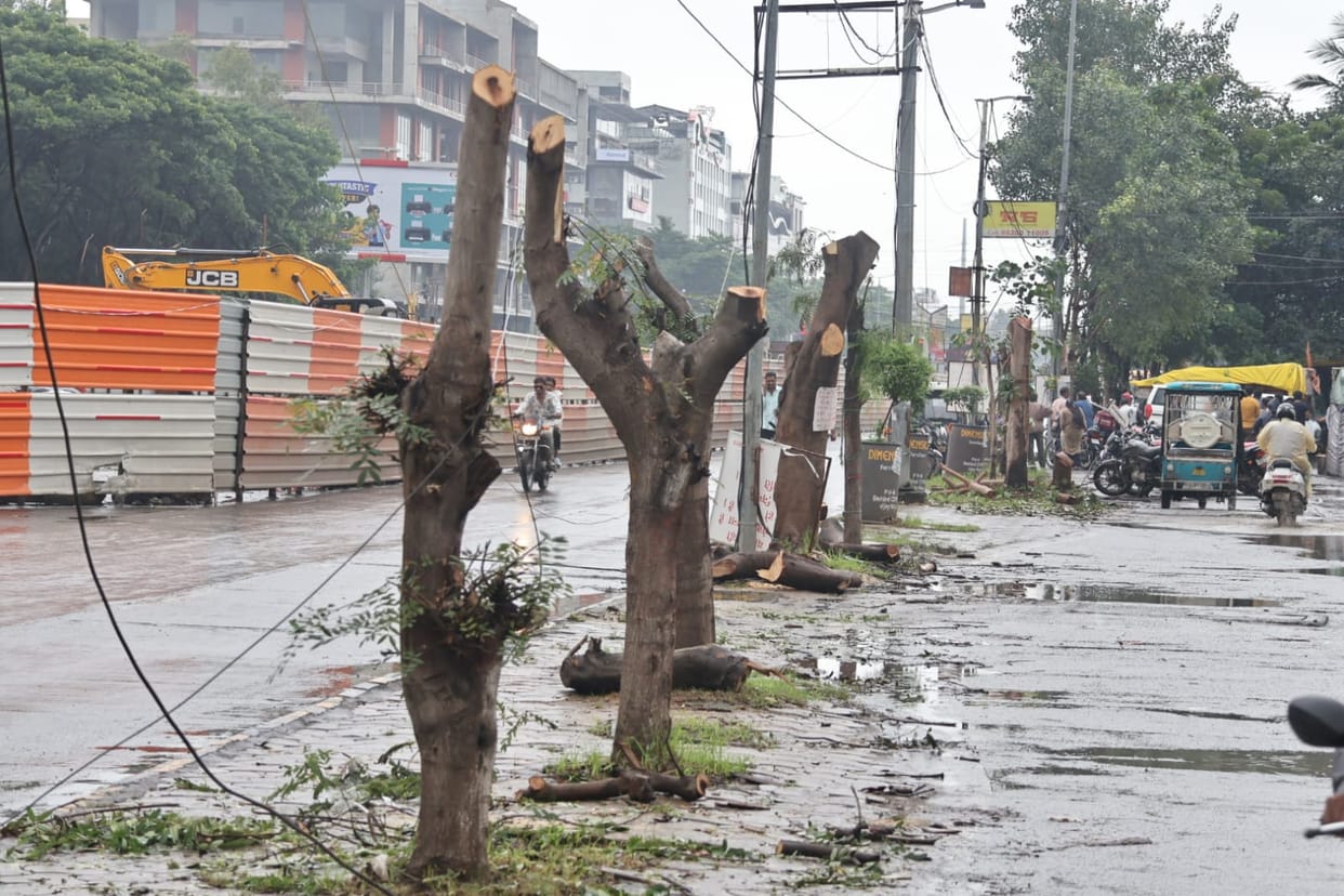 Indore: More than fifteen trees were sacrificed for the bridge on Hariyali Amavasya in Indore.