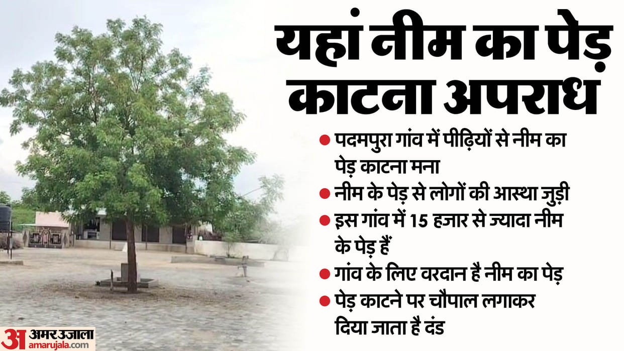 Ajmer News Village Imposes Fines for Damaging or Cutting Sacred Neem Trees Deep Faith of Residents