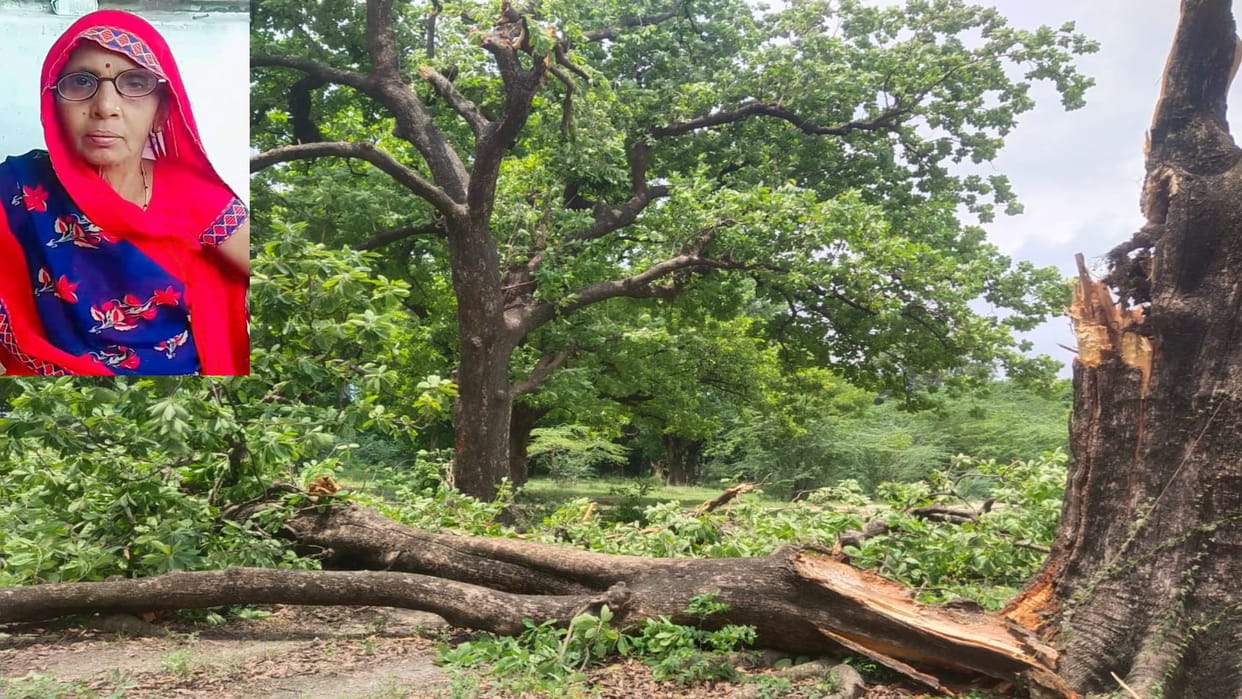 Woman going to see paddy field dies after being crushed by Mahua branch, creates chaos