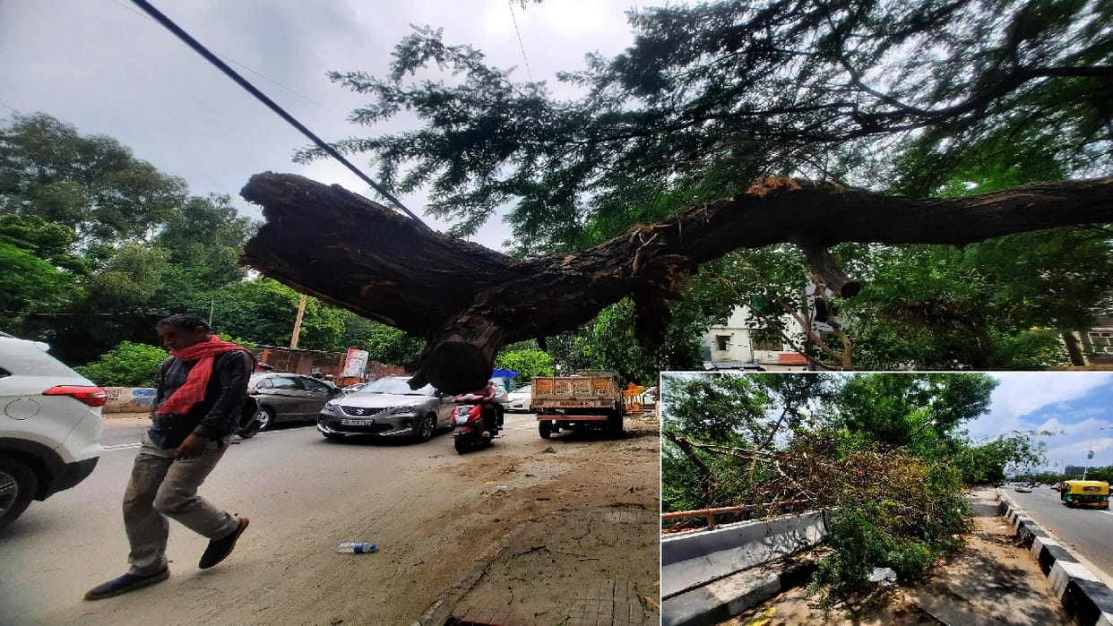 Cyclist dies after being hit by broken tree branch in Delhi