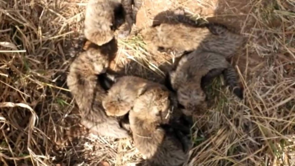 Kuno National Park Sheopur Female cheetah Gamini cub died had a fracture in spine