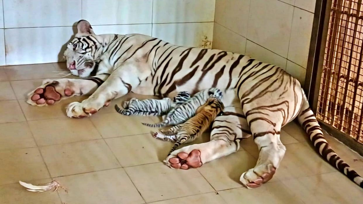 Gandhi Zoological Park Gwalior Tiger Meera gave birth to three cubs first born tigers can be seen from today
