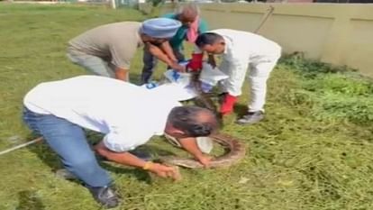 Python found in Nangal BBMB Staff Club 16 feet long and 50 kg