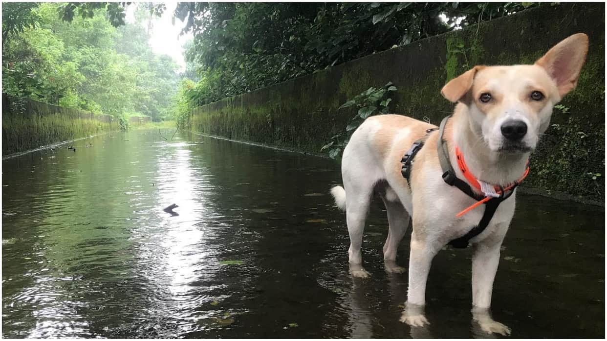 Monsoon Pet Care Tips To Keep You Dog Happy And Healthy in hindi