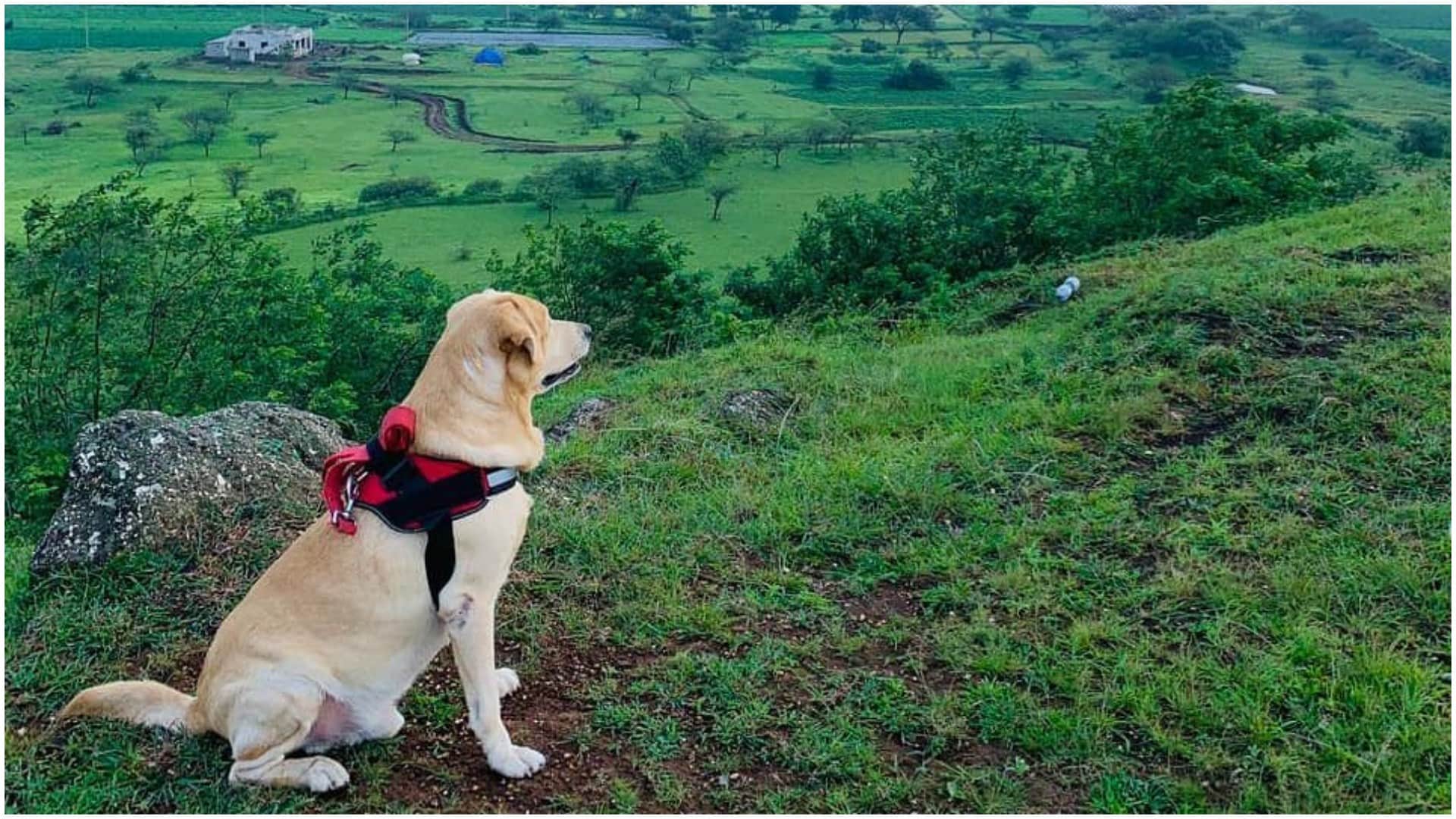 Monsoon Pet Care Tips To Keep You Dog Happy And Healthy in hindi
