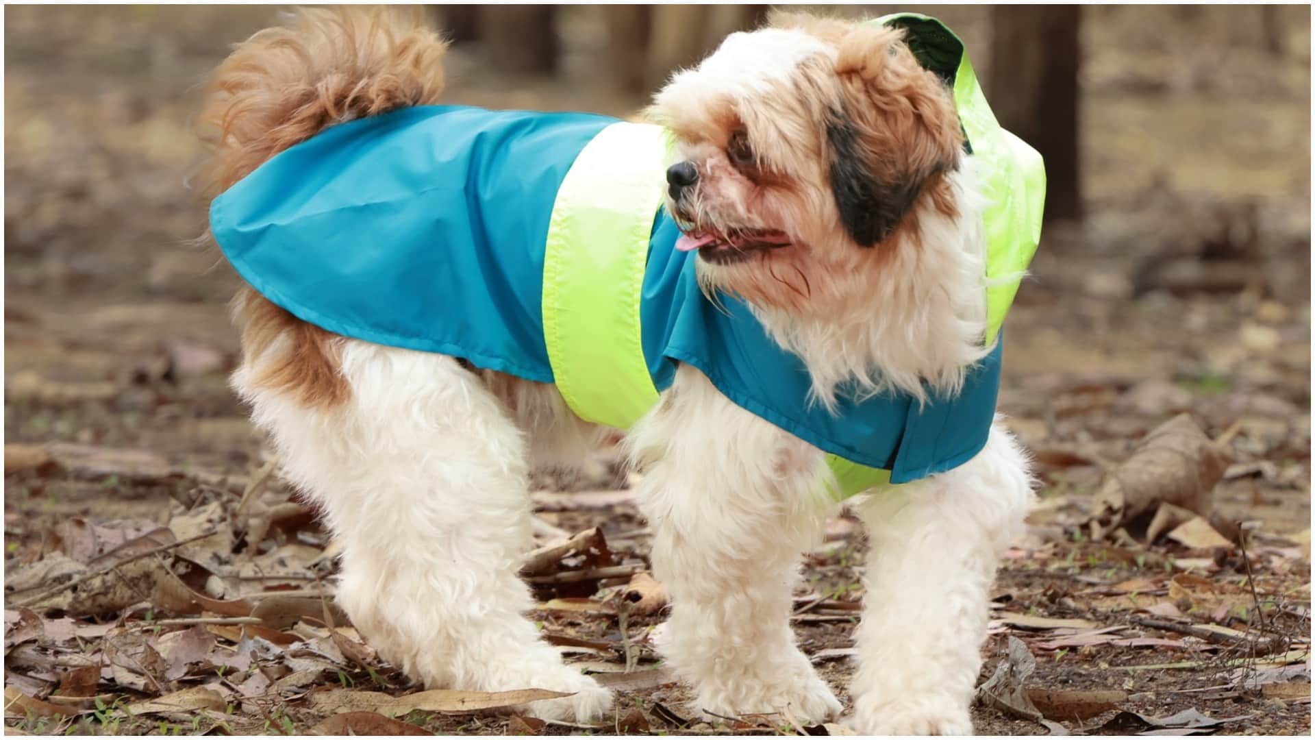 Monsoon Pet Care Tips To Keep You Dog Happy And Healthy in hindi
