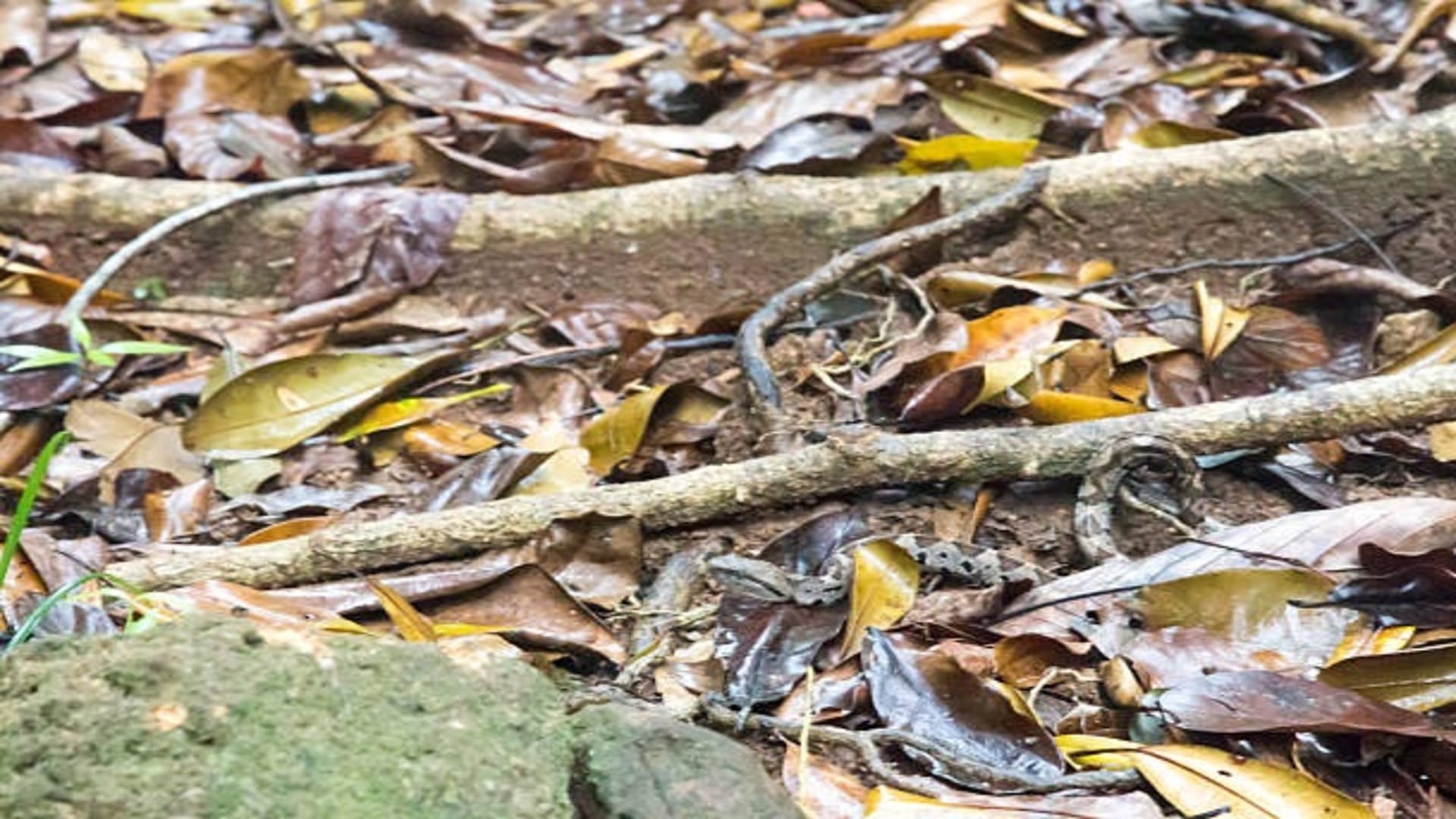 Optical Illusion IQ Test: Can You Spot A Snake In This Optical Illusion? You've 12 Seconds