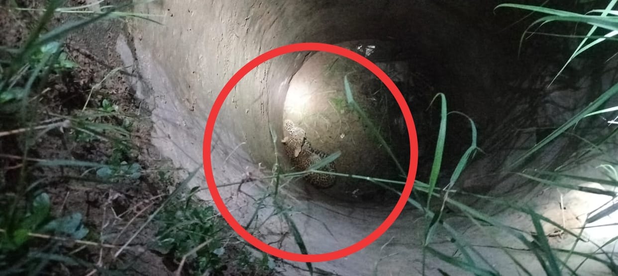 Bijnor: Leopard fell into a borewell, forest department team rescued