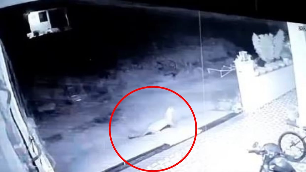 Alwar: Panther reached residential colony and hunted dog, forest department team is keeping an eye