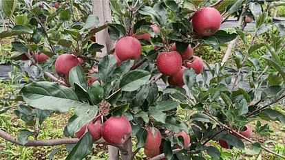 Tourists can pluck apples from trees themselves they will have to pay Rs 200 per kg