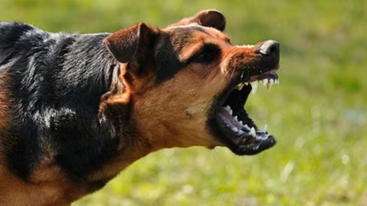 Hamirpur News Pet dog bites three children in Lahaldi village