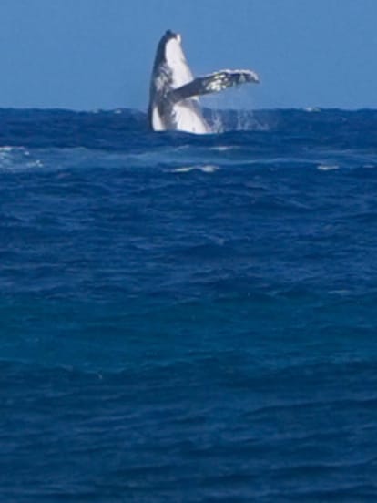 Whale, Paris Olympics 2024, surfing, semifinals, Tahiti