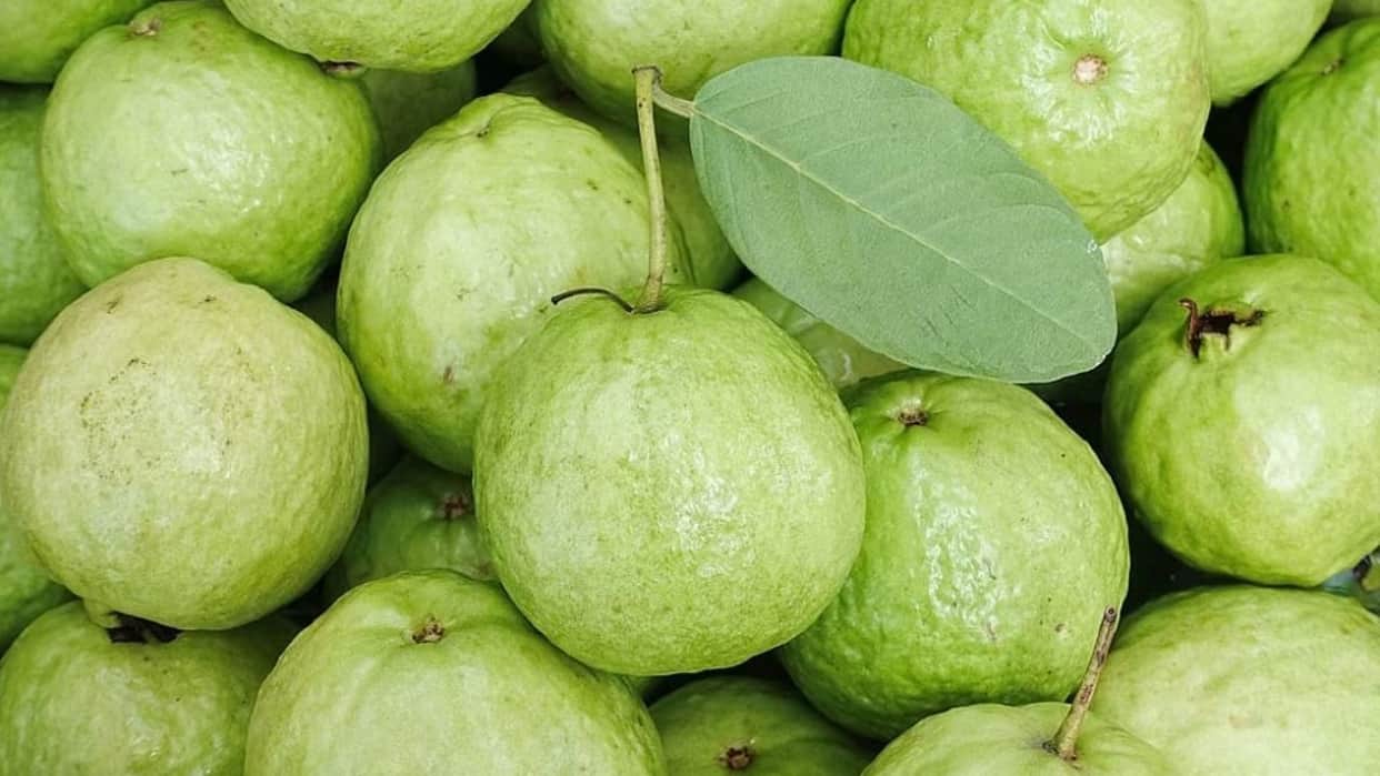 health Benefits of Guava Fruit and Leaves guava good for heart and diabetes
