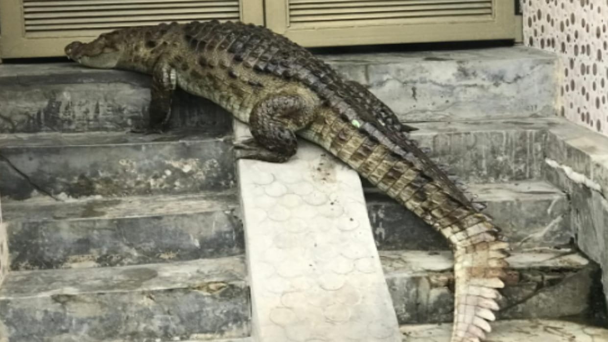 Bijnor: A seven feet long crocodile came out of the river for a walk in the village, panic among villager