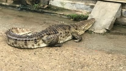 Bijnor: A seven feet long crocodile came out of the river for a walk in the village, panic among villager